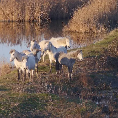 公寓 Residenza Emilia 里杜德里伊斯坦西