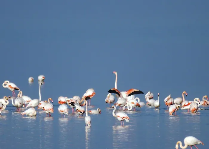 Residenza Emilia Llido Degli Estensi